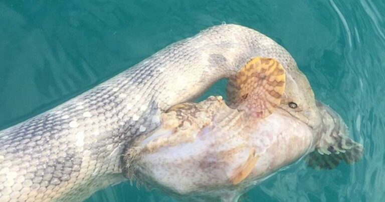 Θαλάσσιο φίδι εναντίον του πιο δηλητηριώδους ψαριού στον κόσμο.