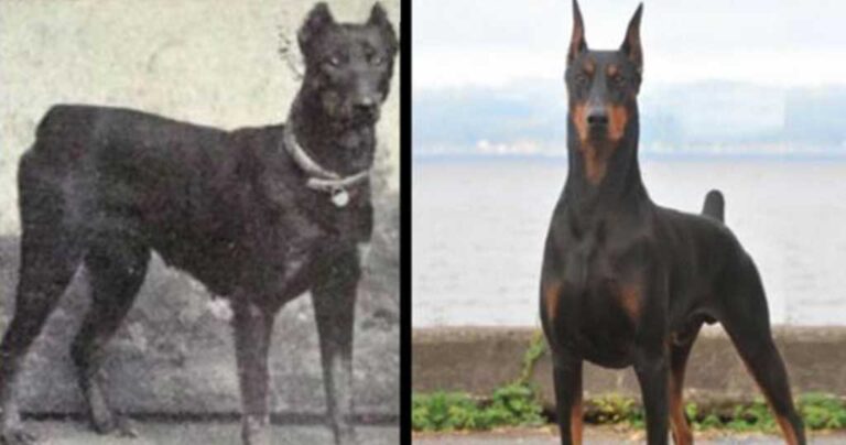 Φωτογραφίες με σκυλιά για το πώς έχουν εξελιχθεί τα τελευταία 100 χρόνια.