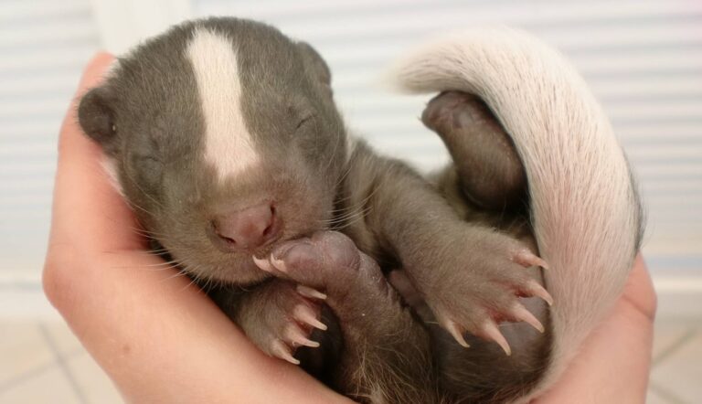 22 μωρά ζώα που δεν βλέπουμε συχνά