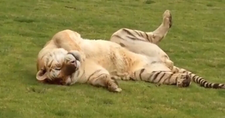Αυτή η τίγρης βλέπει και νιώθει πρώτη φορά στη ζωή της γρασίδι. Θα σας συγκινήσει.