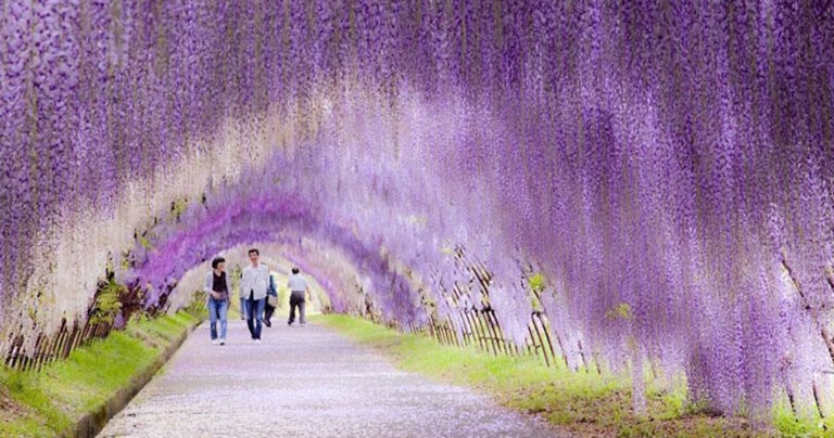 Τα 20 πιο ονειρεμένα ‘τούνελ’ όλων των εποχών. #5 είναι ανατριχιαστικά όμορφο