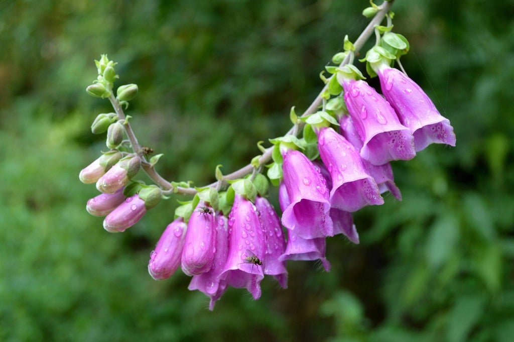 Foxglove