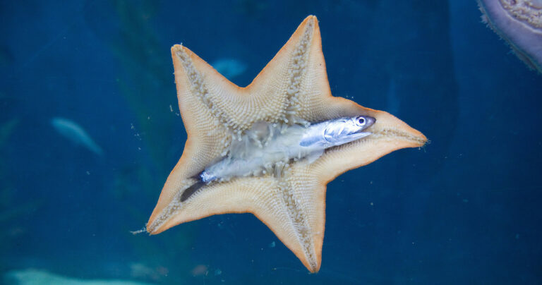 29 φωτογραφίες που αποδεικνύουν πως η ζωή πάνω στη Γη είναι πολύ πιο παράξενη αλλά και όμορφη από ότι είχατε φανταστεί