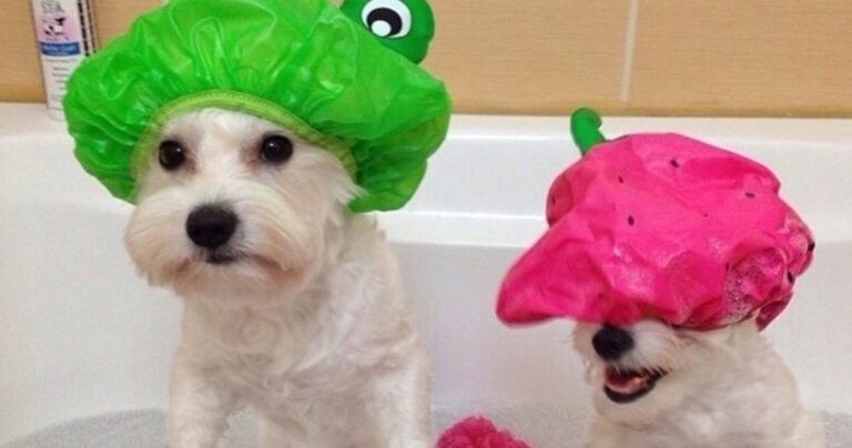 18 απίθανα πράγματα για ιδιοκτήτες σκύλων. Το 10 είναι το καλύτερο!