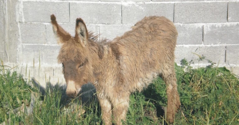 Έδωσαν τον γάιδαρο σαν ζωντανή τροφή για τον λύκο. Δείτε τι έγινε όμως…