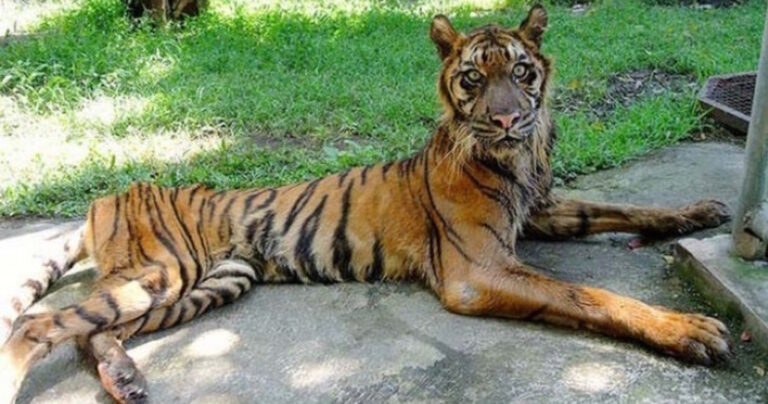 Τον ονομάζουν «Ο Ζωολογικός Κήπος του Θανάτου». Δείτε γιατί πρέπει να τον κλείσουν!