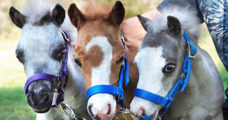 Ένα άλογο-μινιατούρα την ημέρα, τον γιατρό τον κάνει πέρα!