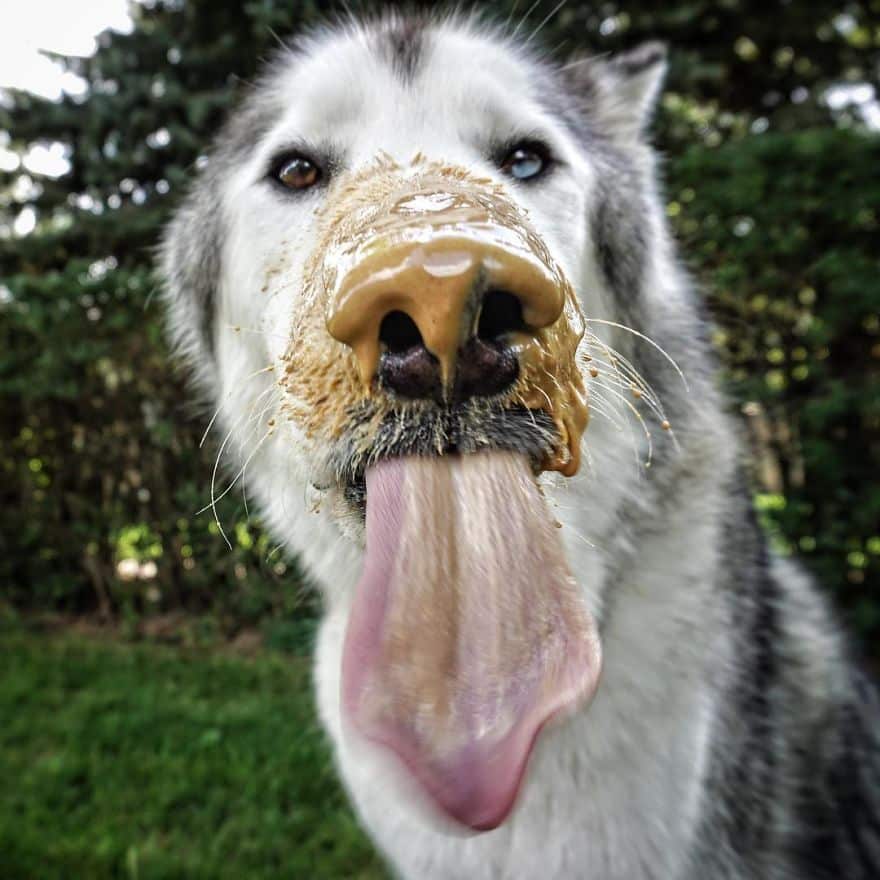 Loki-the-Wolfdog28__880