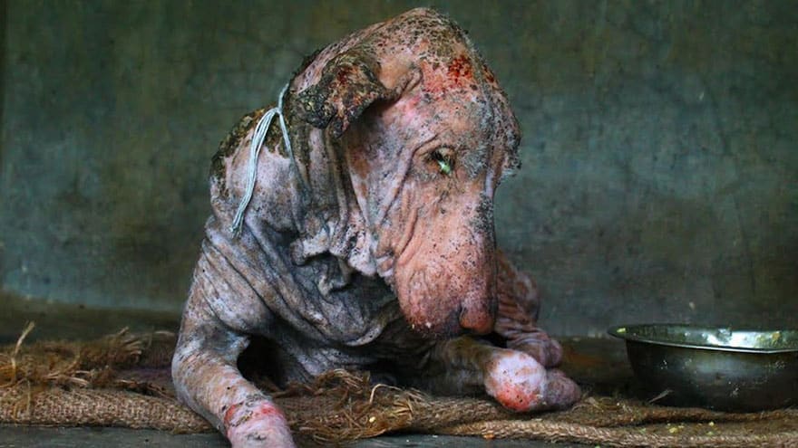 mange-sick-dog-rescue-animal-aid-unlimited-1