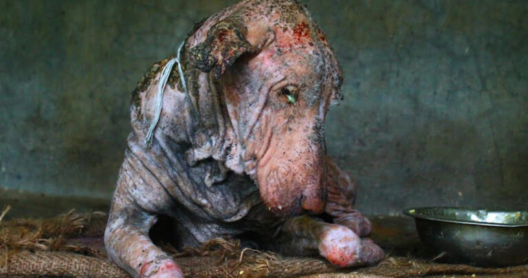 Εγκατέλειψαν το άτυχο ζώο στο δρόμο. Η μεταμόρφωσή του όμως είναι συγκλονιστική.