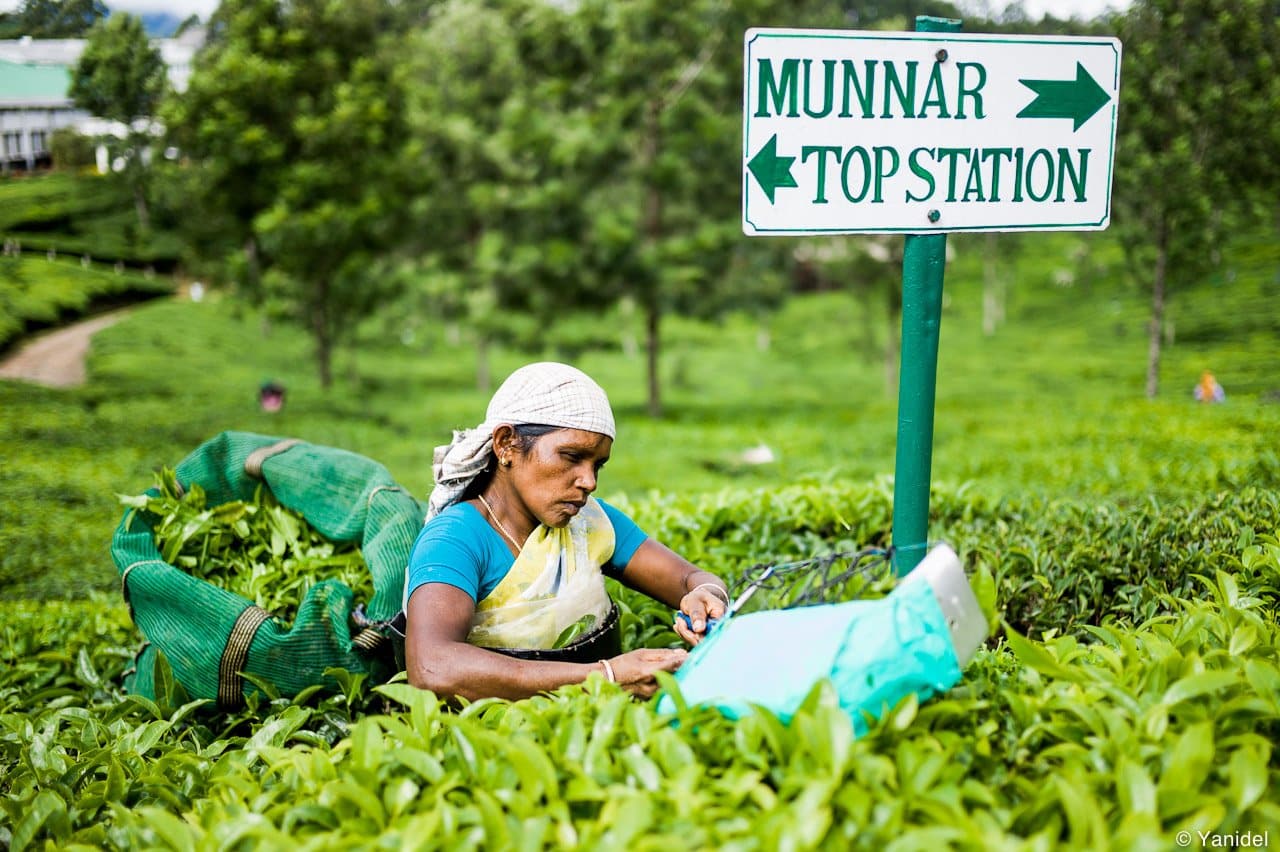 Munnar-tea-harvester-1