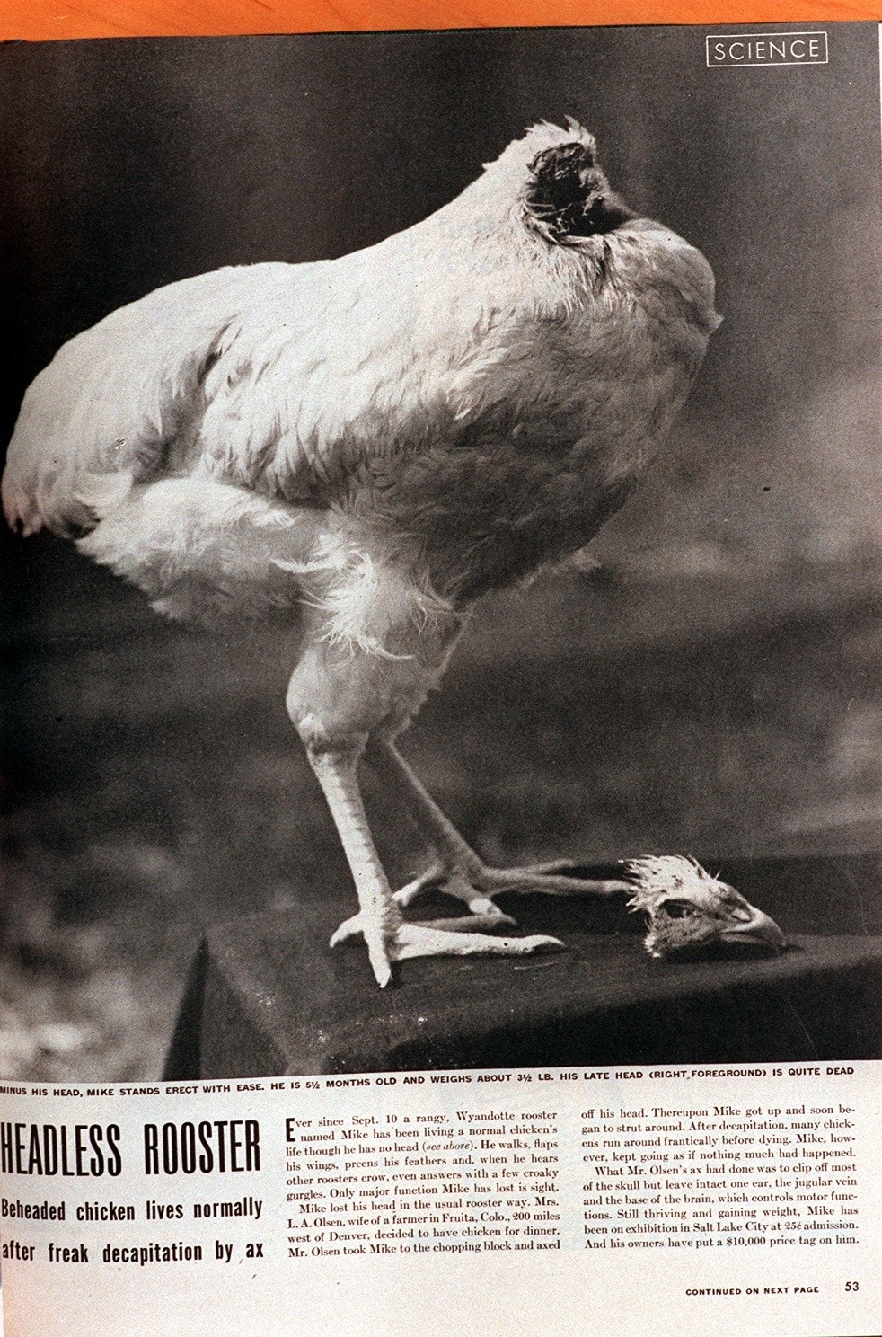 beheaded chicken