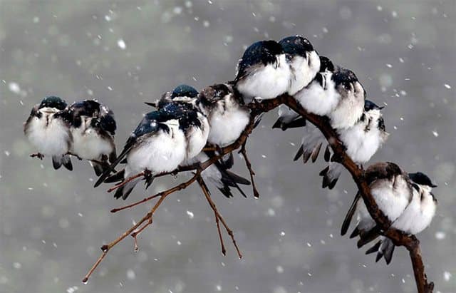 Πουλιά αγκαλιασμένα τρυφερά στο φακό! Πανέμορφες εικόνες!