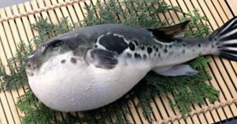 Τα πιο επικίνδυνα φαγητά του κόσμου: Τι να μη φάτε σε κάθε χώρα