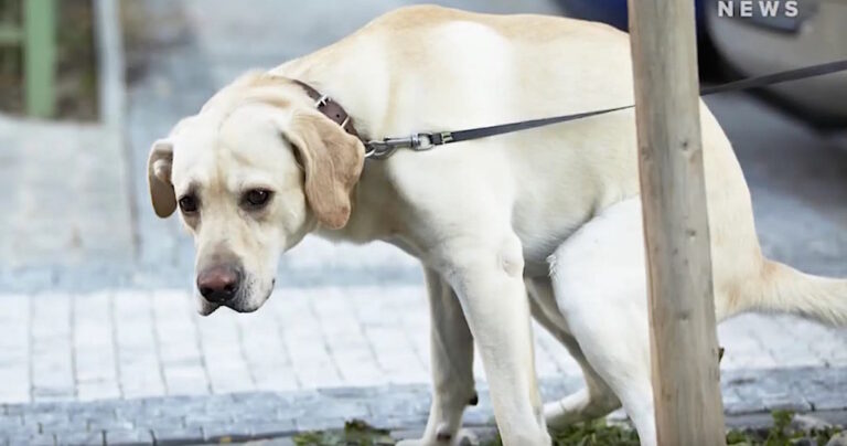 Γιατί τα σκυλιά περιστρέφονται πριν κάνουν την ανάγκη τους;
