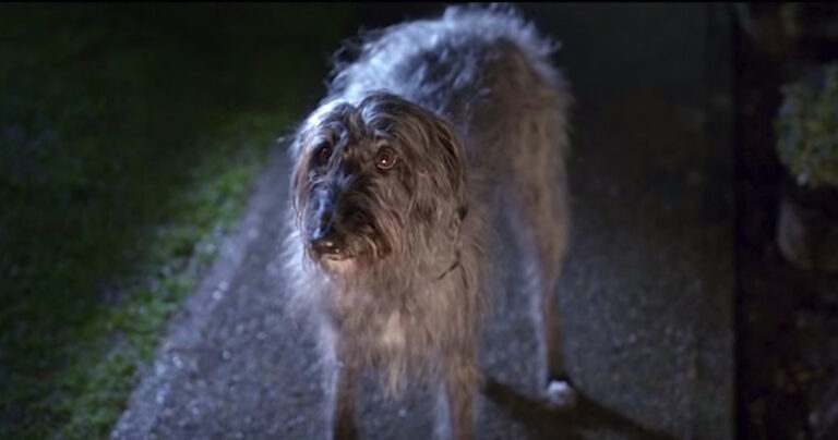 Ένας κακοποιημένος σκύλος ξεφεύγει από τον ιδιοκτήτη του. Πρέπει να το δείτε.