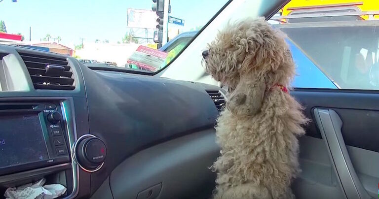 Διασώζουν ένα ξεχασμένο σκυλάκι η μεταμόρφωση είναι απίστευτη!