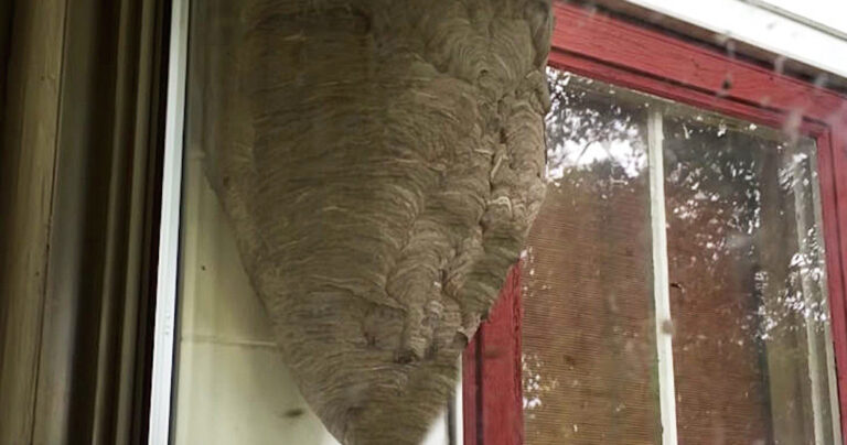 Αυτός ο άνδρας ξύπνησε από ένα χτύπημα στο παράθυρο. Και ήρθε πρόσωπο με πρόσωπο με κάτι τρομακτικό!