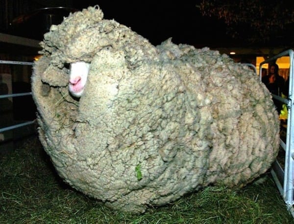 shrek-the-sheep-36-600x458