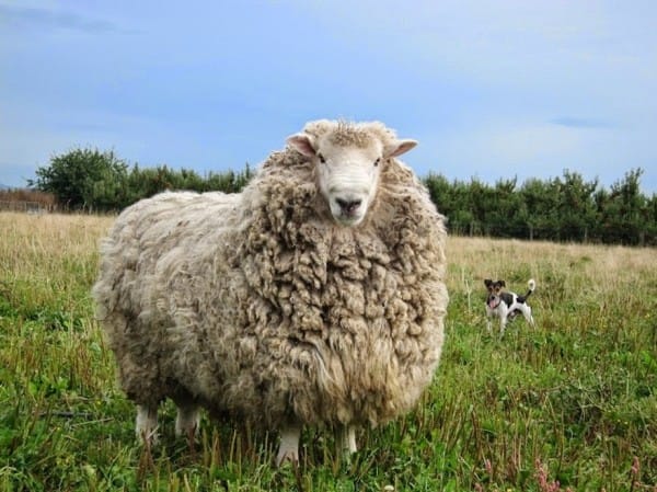 shrek-the-sheep-56-600x449