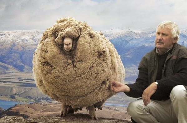 shrek-the-sheep-65-600x396