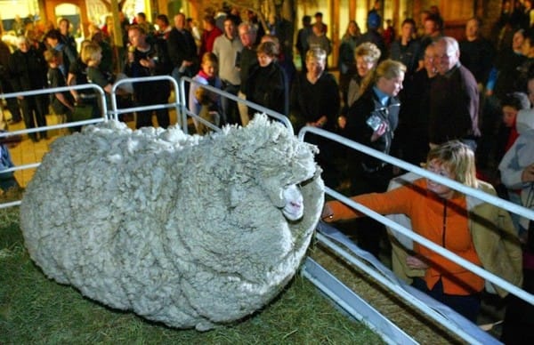 shrek-the-sheep-96-600x388