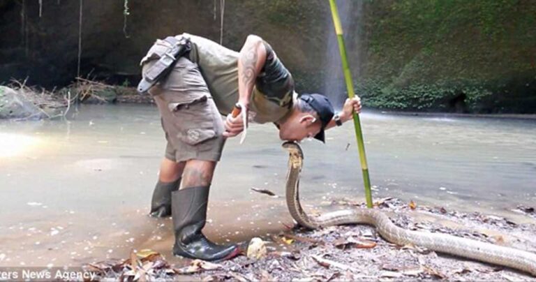 Άντρας φιλάει μια δηλητηριώδη κόμπρα στο κεφάλι για πάνω από 10 δευτερόλεπτα!