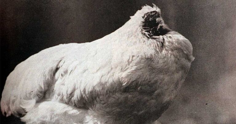 Η απίστευτη ιστορία του κοτόπουλου χωρίς κεφάλι που κατάφερε να επιβιώσει για 18 μήνες.
