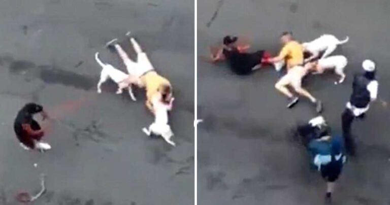 Του επιτέθηκαν δύο εξαγριωμένα πιτμπουλ αλλά γλίτωσε την ζωή του την τελευταία στιγμή.