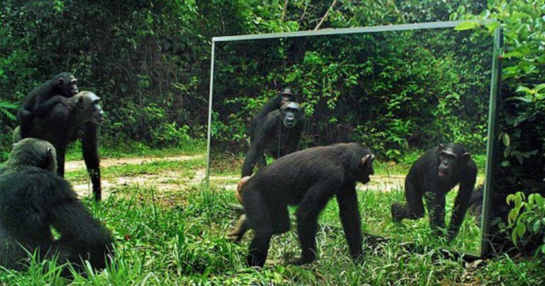 Πως αντιδρούν τα ζώα όταν βλέπουν τον εαυτό τους για πρώτη φορά σε καθρέφτη;