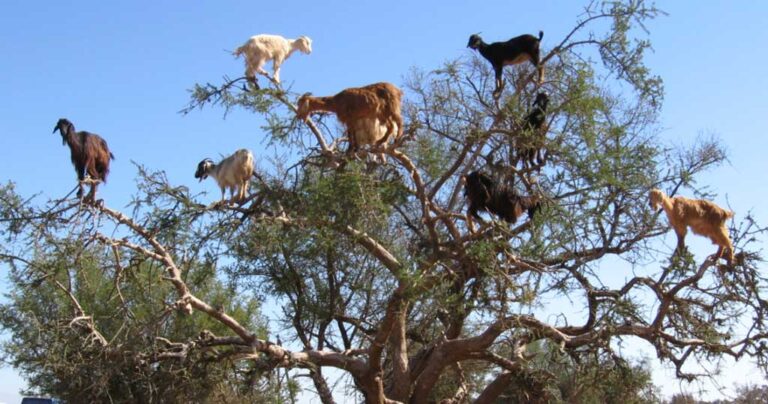 Στο Μαρόκο τα δέντρα έχουν περισσότερα κατσίκια από καρπούς.