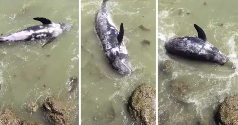 Δελφίνι ραγίζει καρδίες, «εκλιπαρεί» και πέφτει στα βράχια για να σωθεί από τους κυνηγούς του.