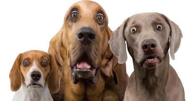 40 αστείες φάτσες σκύλων που θα σας κάνουν να χαμογελάσετε!