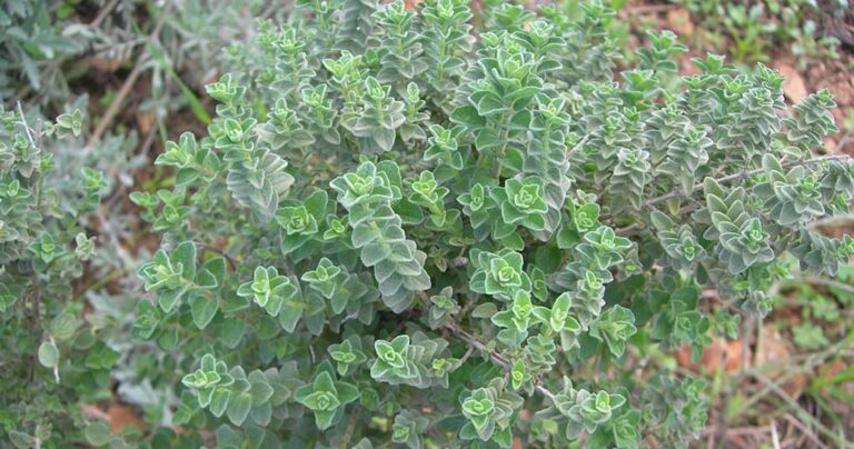 Ελληνική άγρια ρίγανη: Η ισχυρότερη και καλύτερη του κόσμου