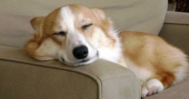 Η απάντηση σε αυτούς που δεν θέλουν και αντιπαθούν τα σκυλιά