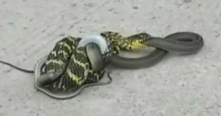 Φίδι κάνει μια «χαψιά» ένα άλλο φίδι μετά από θανατηφόρα μάχη!