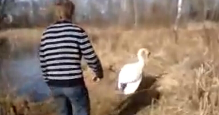 Ακολούθησε τον ήχο από το κλάμα του κύκνου. Αυτό που βρήκε ήταν σοκαριστικό!