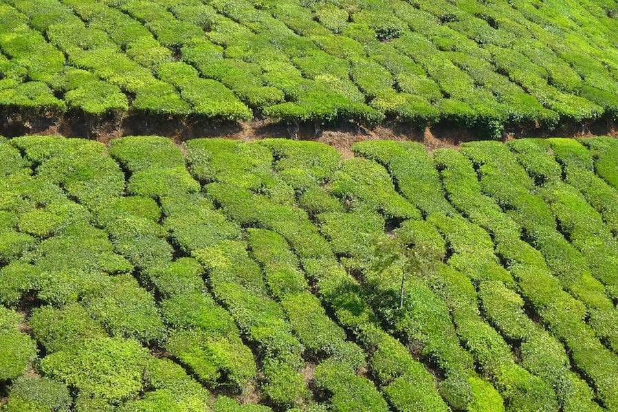 Tea_Estate_Munnar