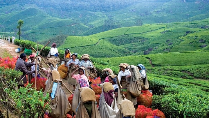 tea_museum_munnar20131031123157_351_1