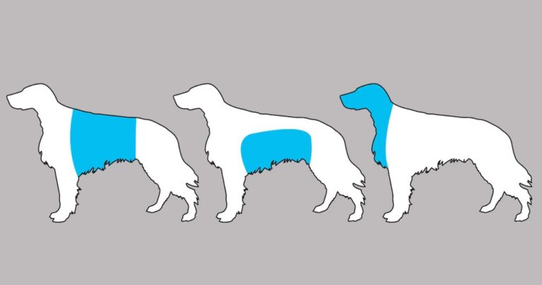 Γνωρίζοντας αυτά τα 11 συμπτώματα μπορείτε να σώσετε την ζωή του σκύλου σας