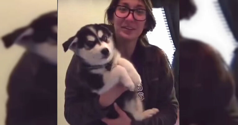 Το κουτάβι husky που μιλάει σαν… μωρό!