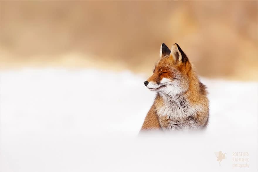 zen-foxes-roeselien-raimond-10__880