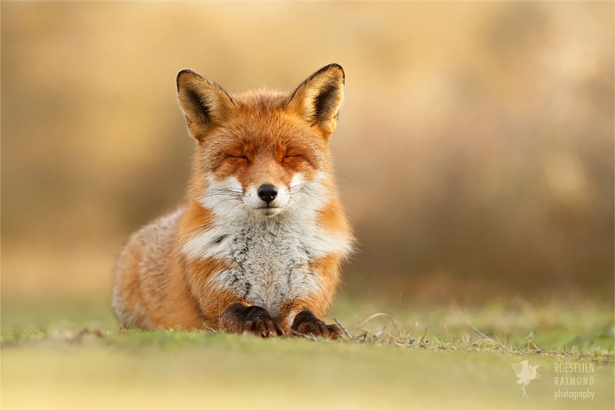 zen-foxes-roeselien-raimond-13__880