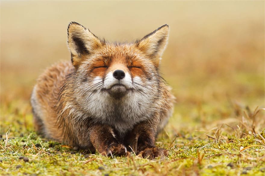 zen-foxes-roeselien-raimond-3__880