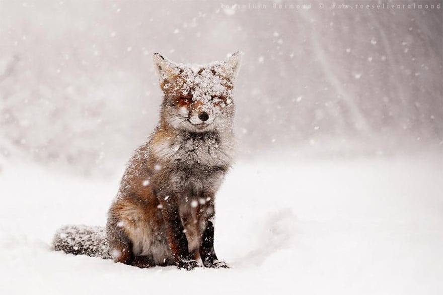 zen-foxes-roeselien-raimond-4__880