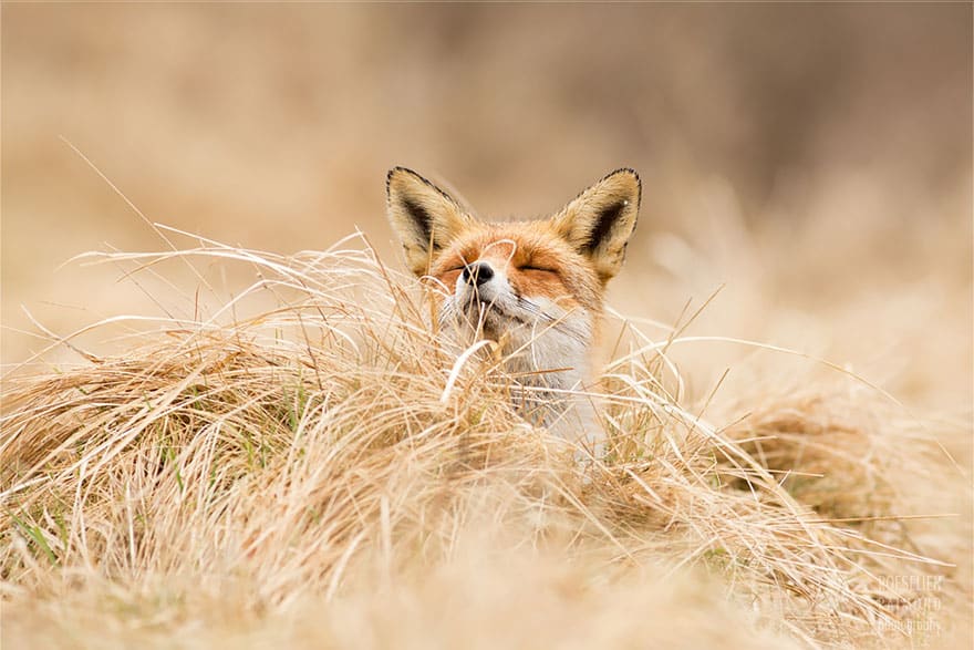 zen-foxes-roeselien-raimond-5__880