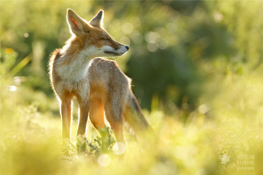 zen-foxes-roeselien-raimond-6__880