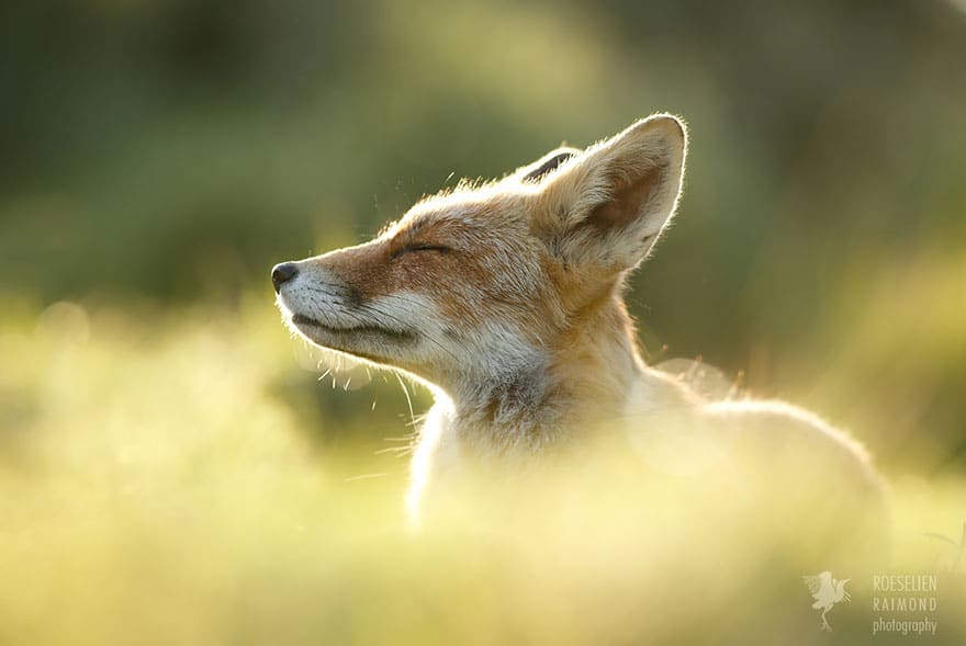 zen-foxes-roeselien-raimond-7__880