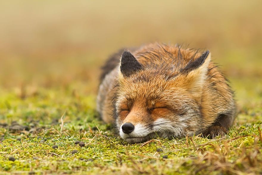 zen-foxes-roeselien-raimond-9__880