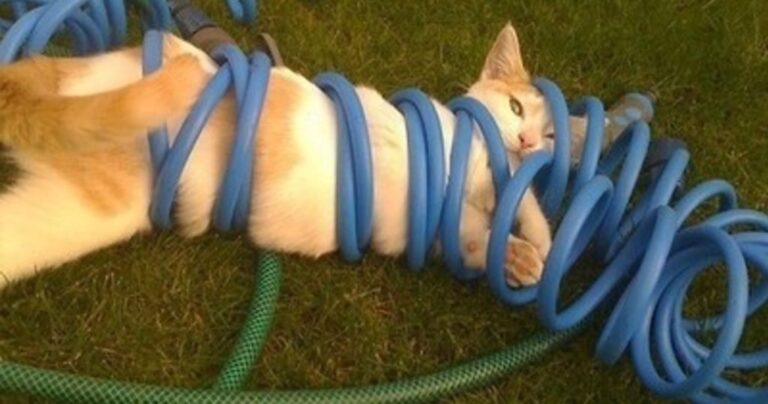 23 γάτες που μετάνοιωσαν αμέσως για τις πράξεις τους!